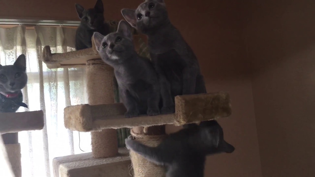 キャットタワーで遊ぶロシアンブルー軍団