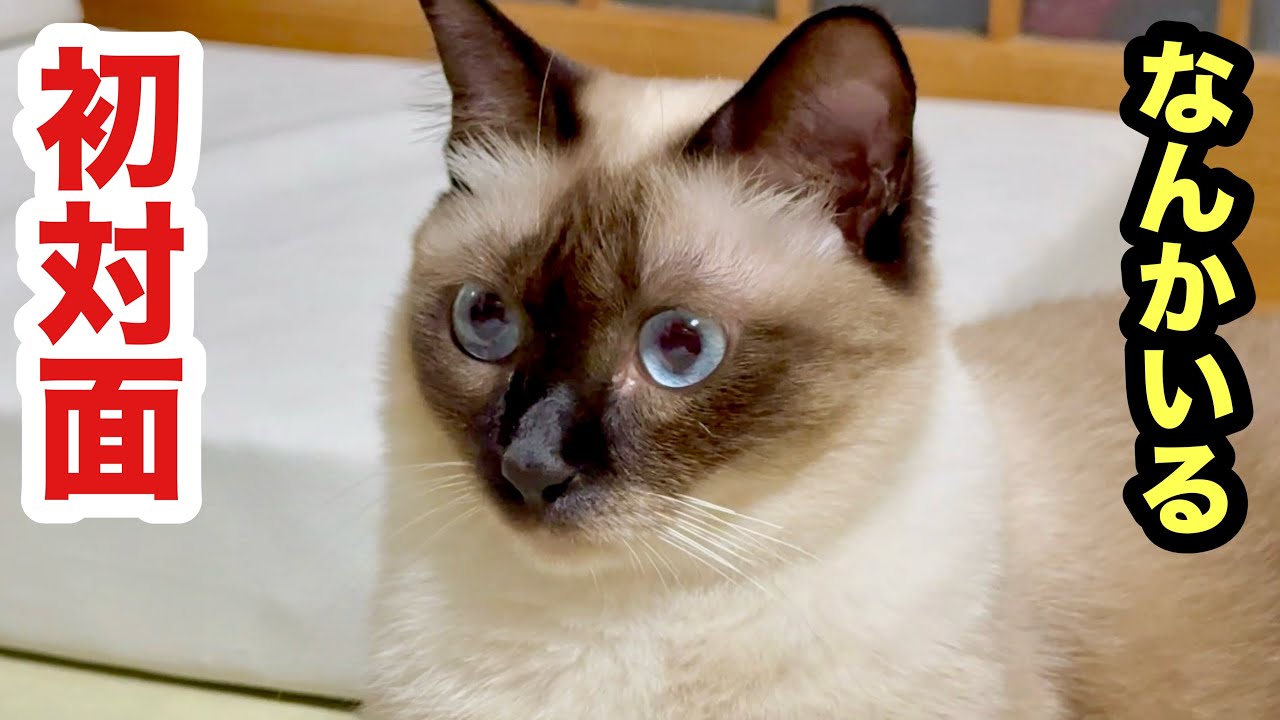 子猫と初対面する先住猫がまん丸お目目だった