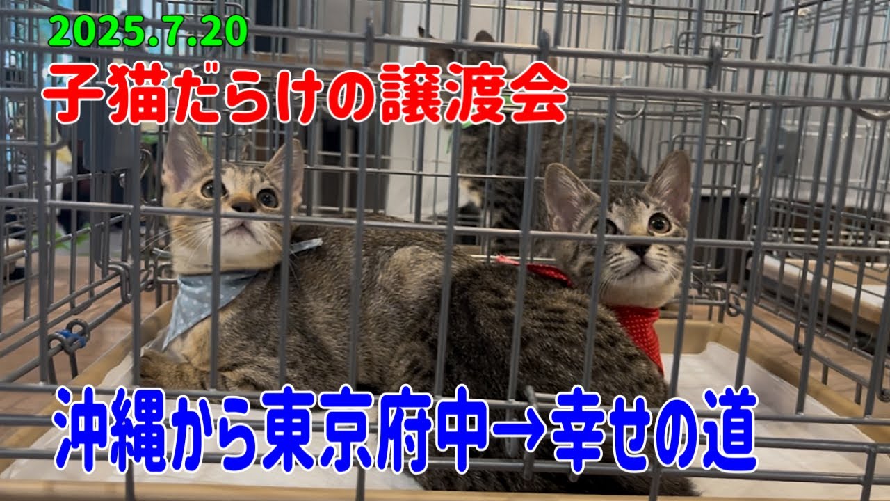 子猫だらけの譲渡会を開催しました