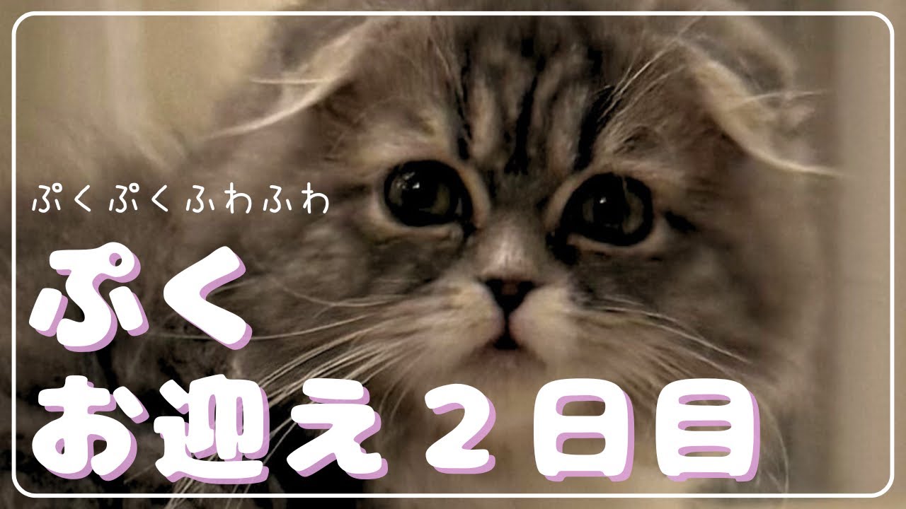 ぷく🐈‍⬛の距離感、まさかの急接近！？お迎え２日目レポ🐾✨