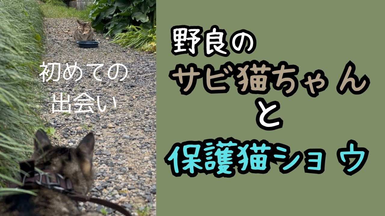 はじめての出会い…野良猫のサビ猫ちゃんと保護猫のショウ【切ない別れ】