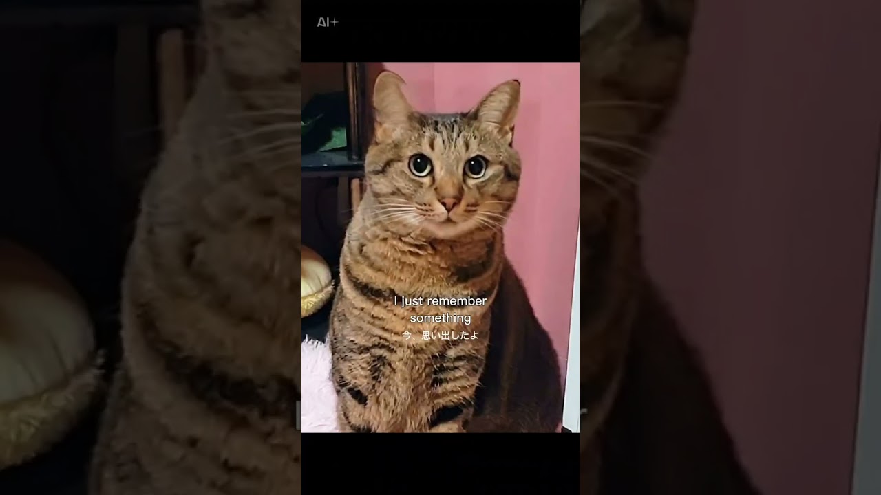 日本猫が‼️