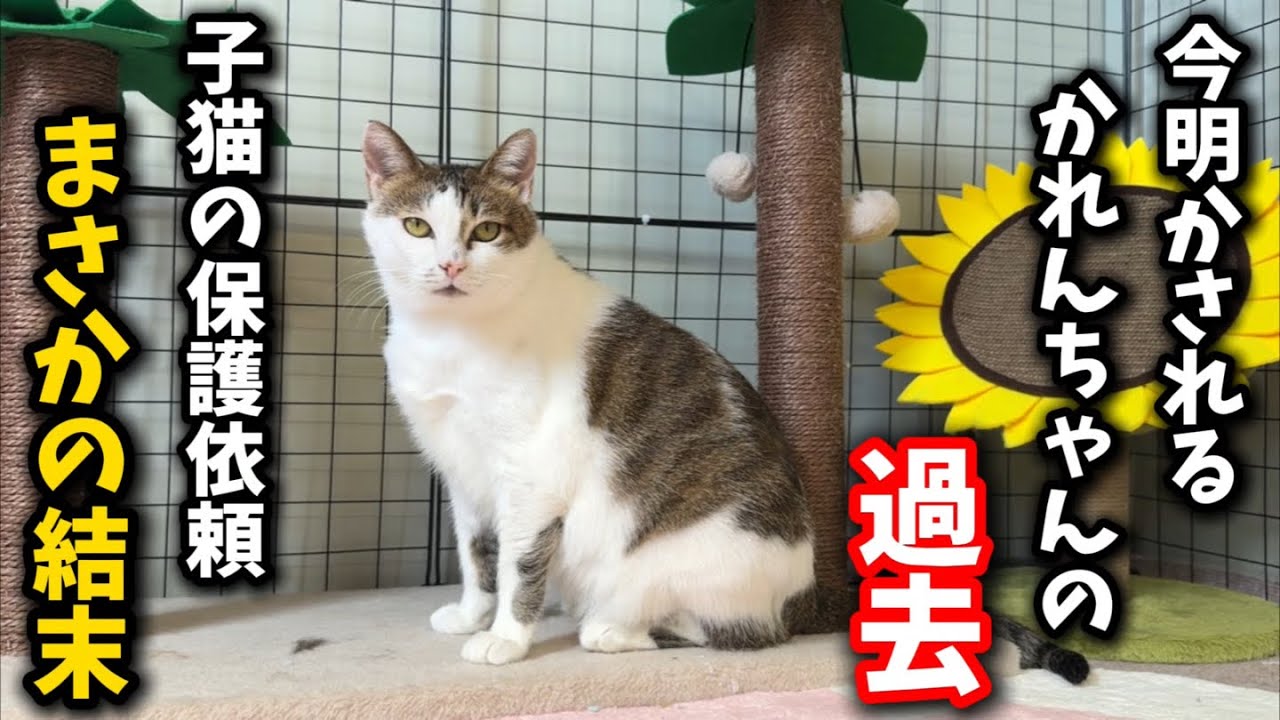 子猫を保護しに行ったら…まさかの出来事に遭遇しました