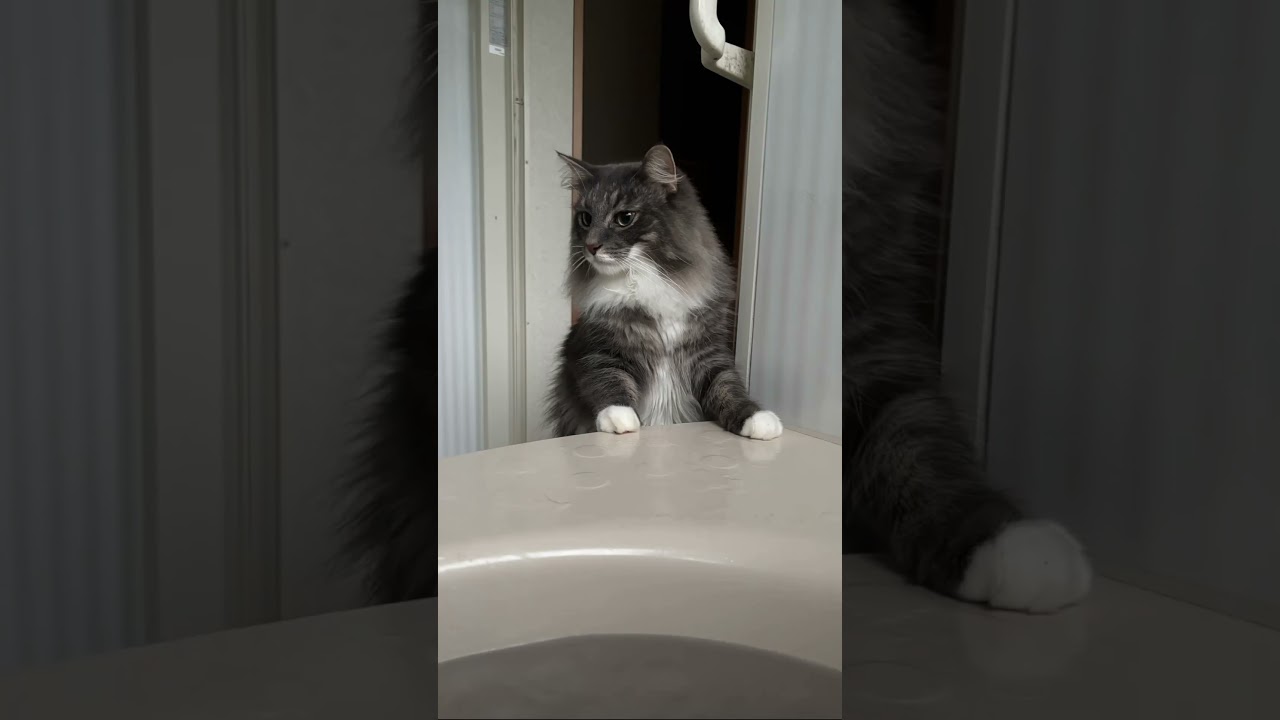 7月前半のいぶぞろ　#ノルウェージャンフォレストキャット #cat #メインクーン