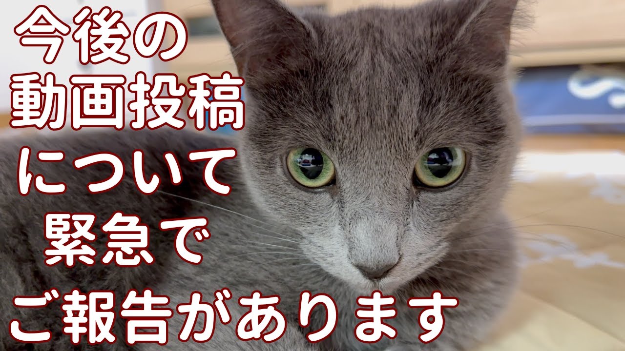 【猫ロシアンブルー】今後の動画投稿について緊急で ご報告があります #russianblue #ロシアンブルー #かわいい猫 #可愛い猫