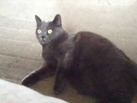 幸せを呼ぶコラット