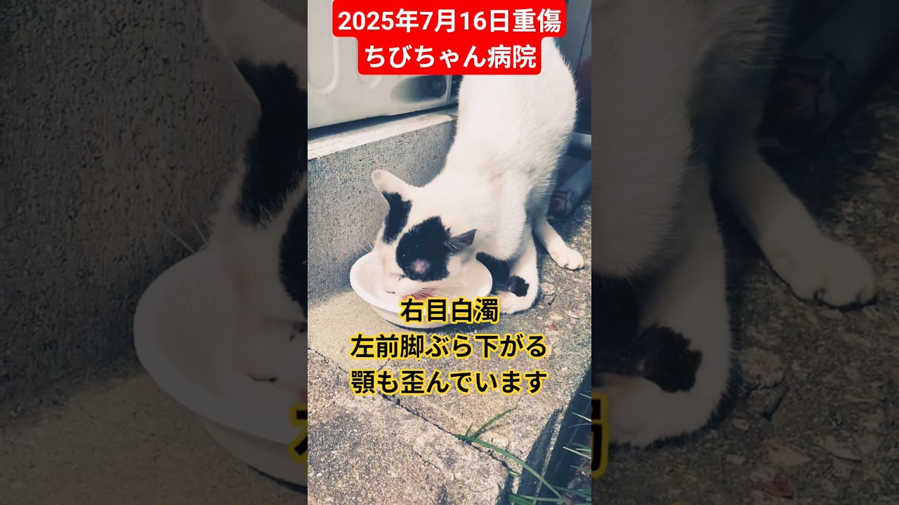 【2025年7月16日重傷ちびちゃん】診察、治療へ