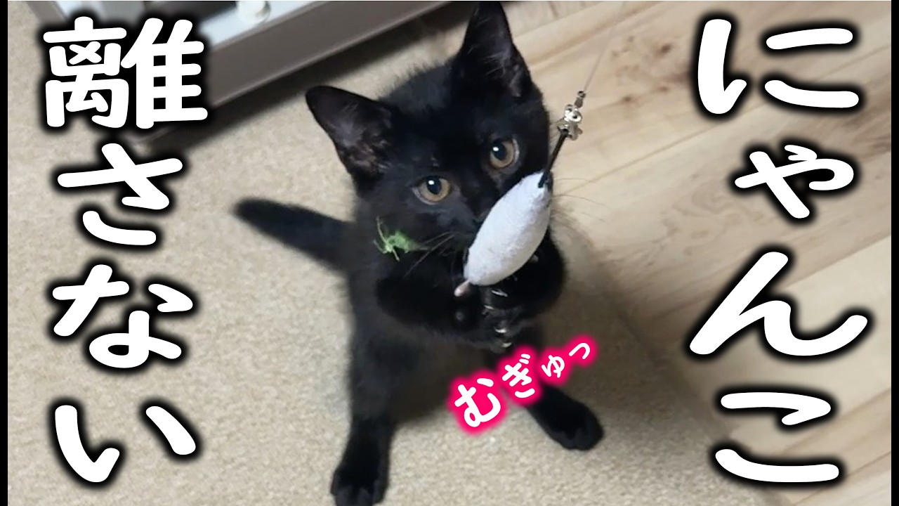 がんばれ、まあ坊！夏の子猫釣り2025