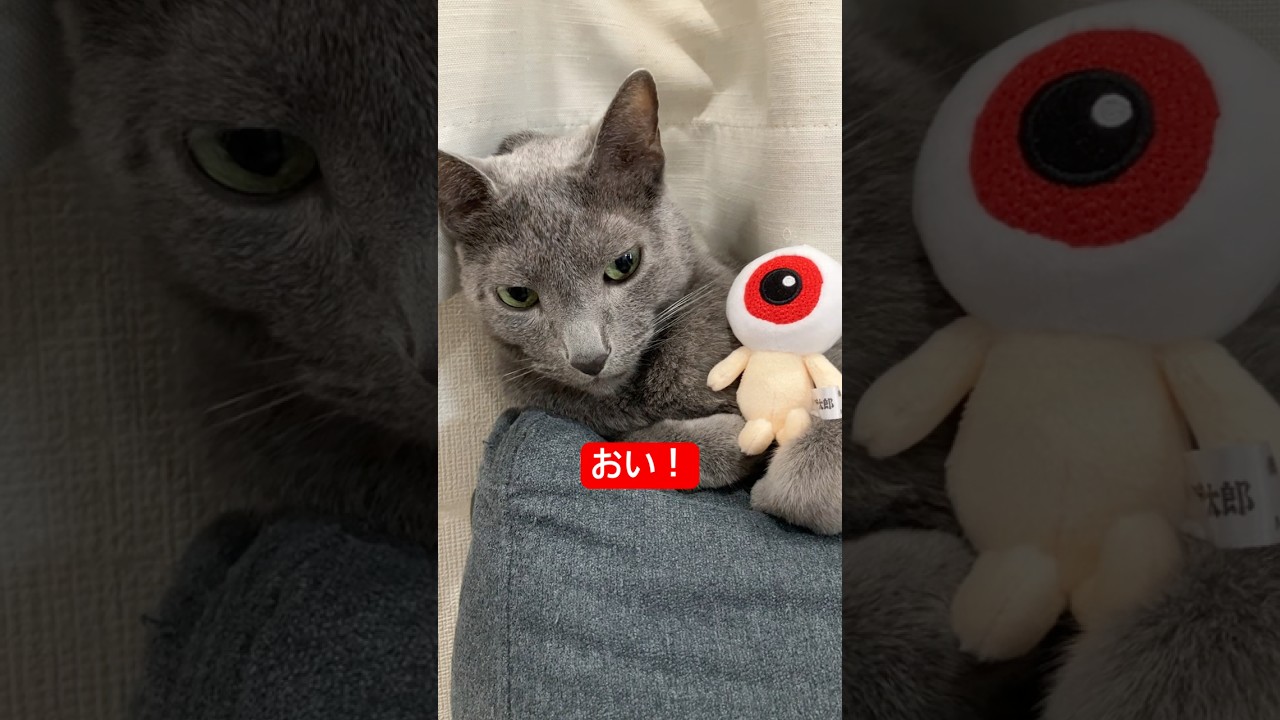 おい！#ロシアンブルー #猫
