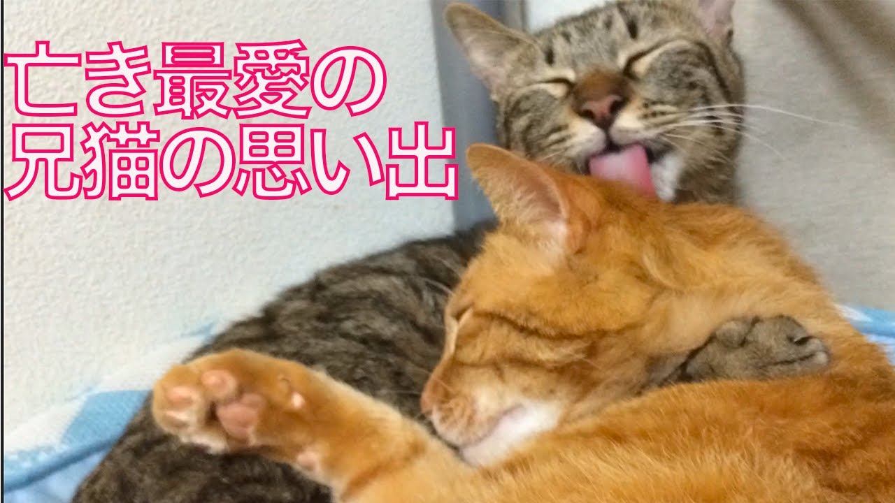 ベテラン子猫、亡き最愛の兄の技を受け継ぐ　My 2nd Udon-cat