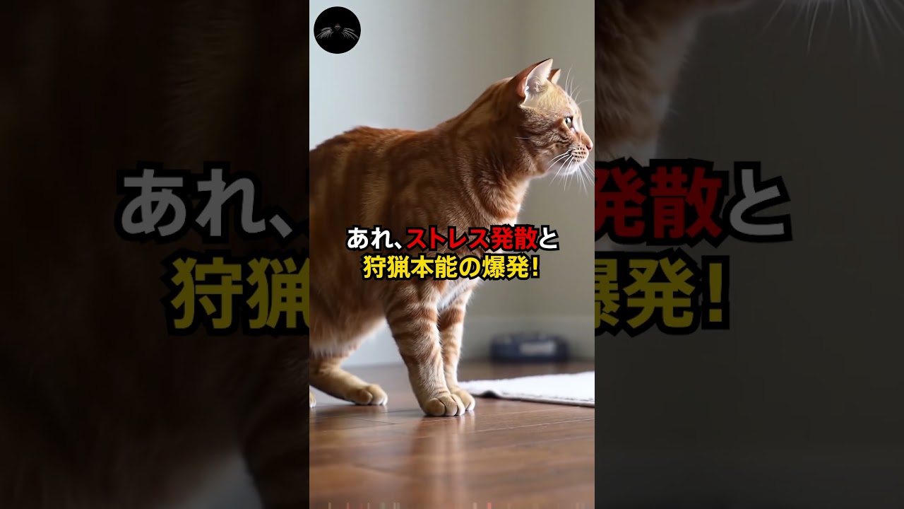 猫が“急に走り出す”のはなぜ？ #猫 #猫のいる暮らし #cat