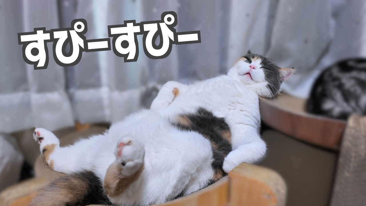 【爆笑】うちの猫ちゃん、おっさん過ぎて腹よじれる。