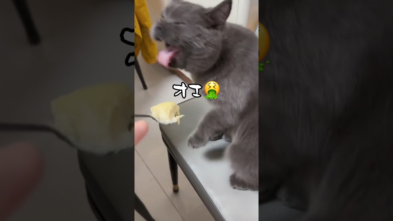 腐ってるが口癖のネコ