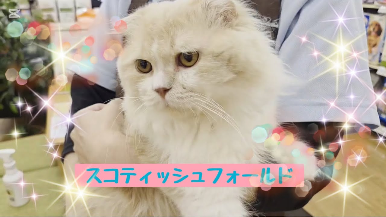 【2025.7.21】抱っこもお散歩もできちゃうスコティッシュフォールドくん