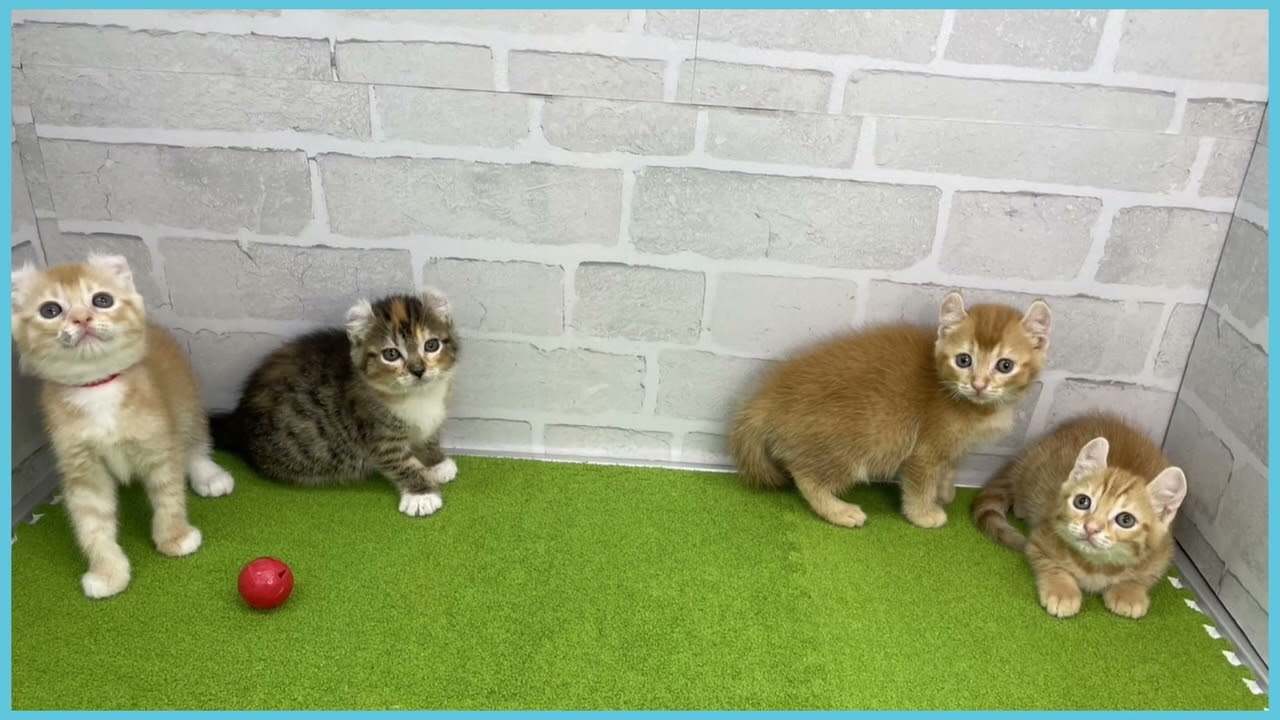 Coo&RIKU　No.00725253 アメリカンカール