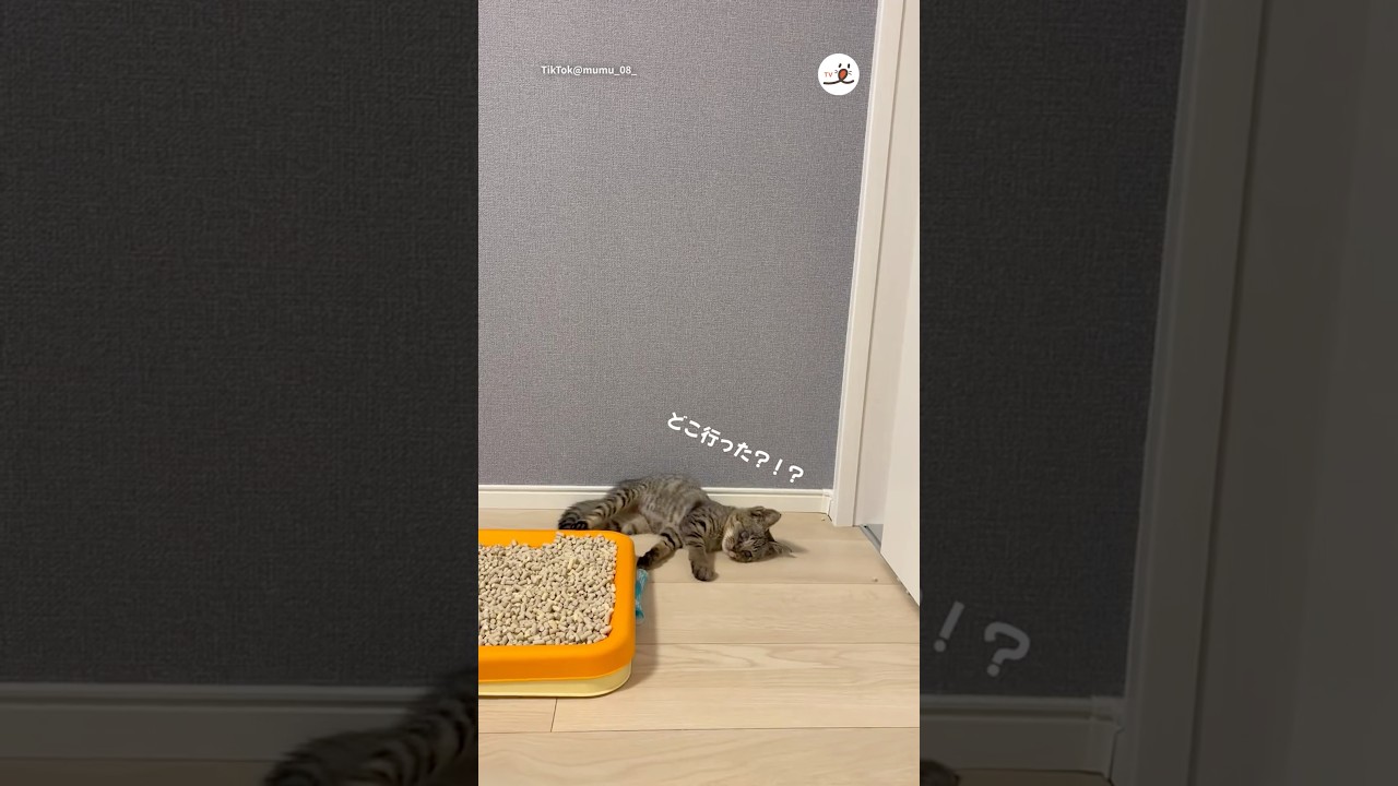 目が見えなくてもおもちゃを探し当てる子猫がすごい😳｜PECO