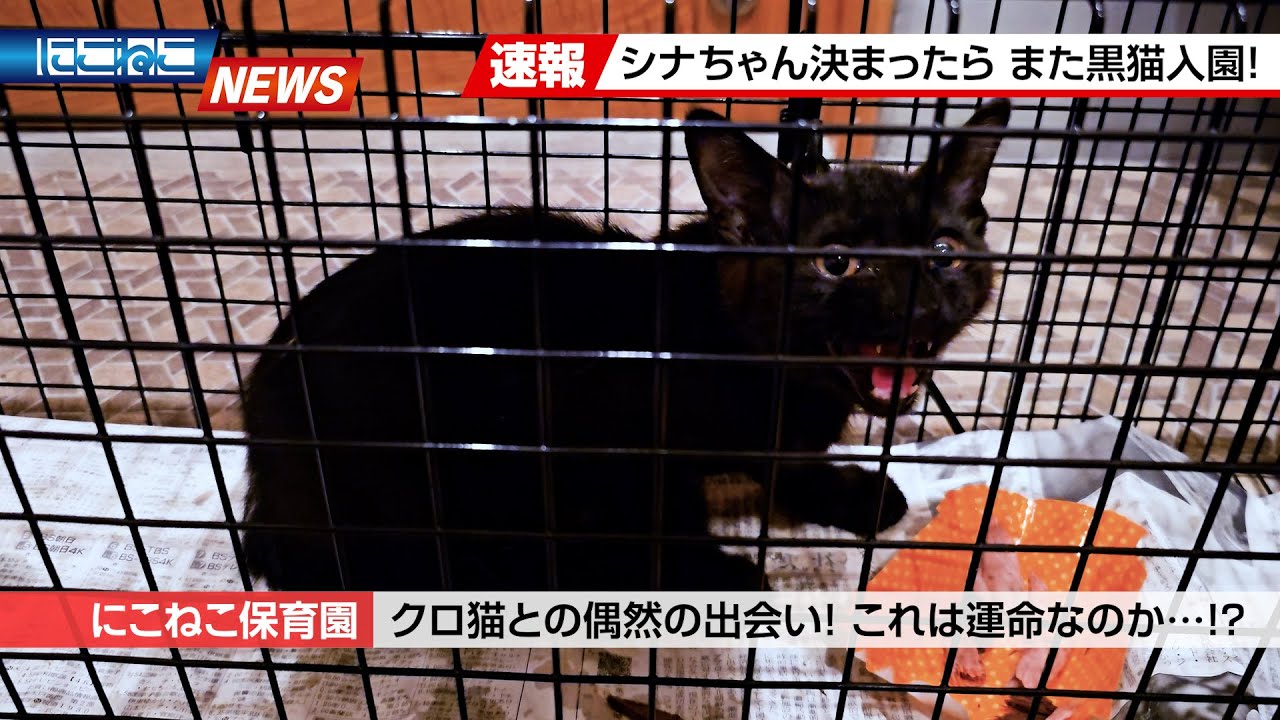 【にこねこ速報】これは偶然なのか？出会ってしまいました