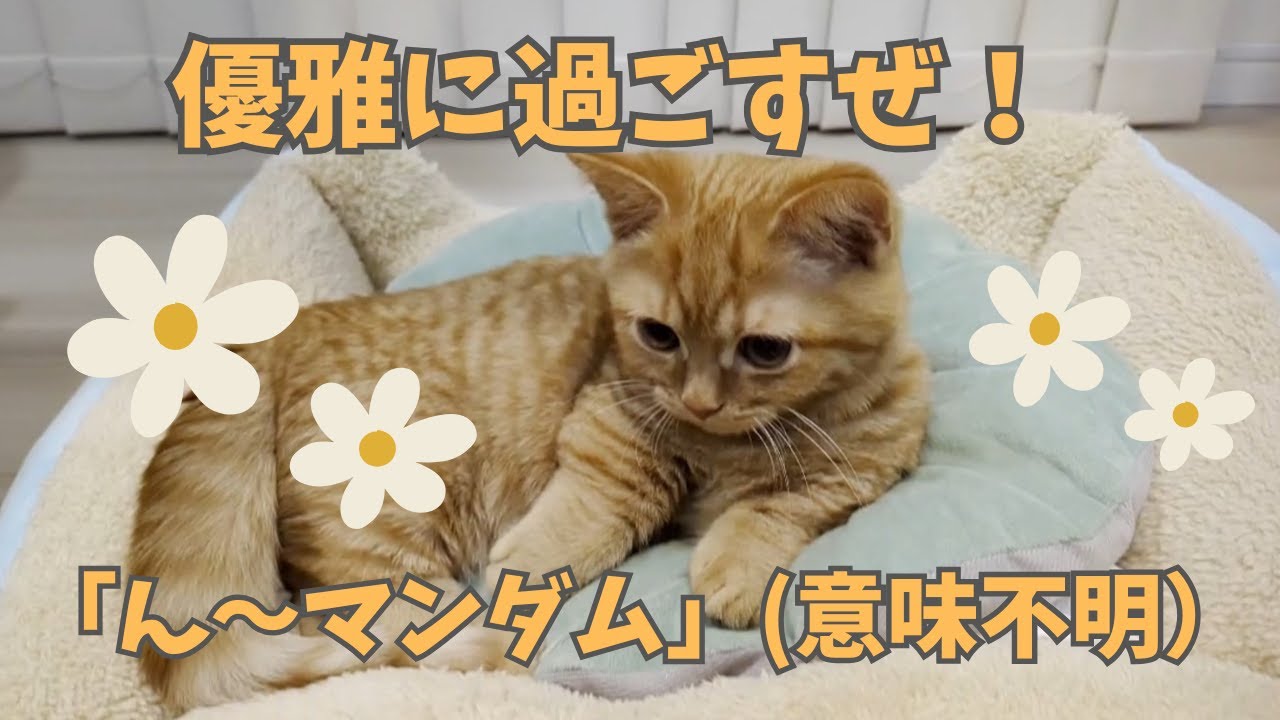 ベッドの上で優雅に過ごすマンチカンにニヤニヤが止まらない件w