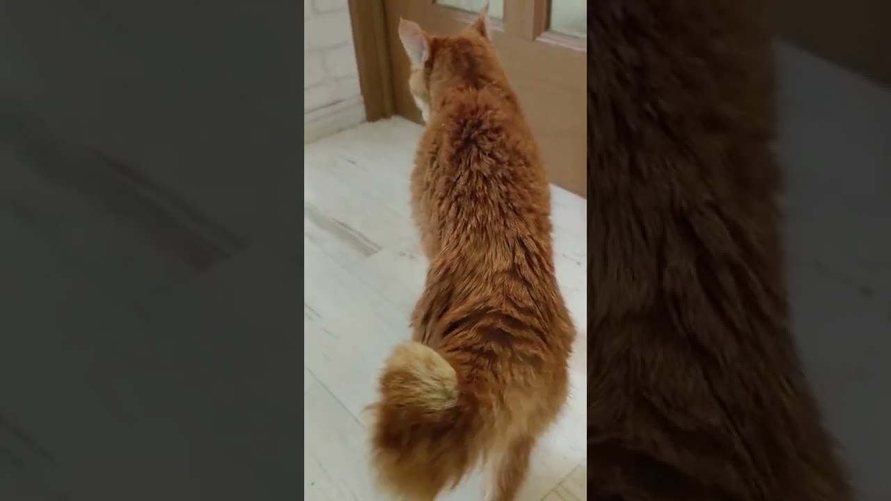 ジャパニーズボブテイル