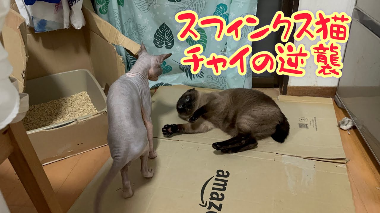 スフィンクス猫チャイの真実（恐怖）＃猫＃cat#猫のいる暮らし ＃スフィンクス猫＃sphynx
