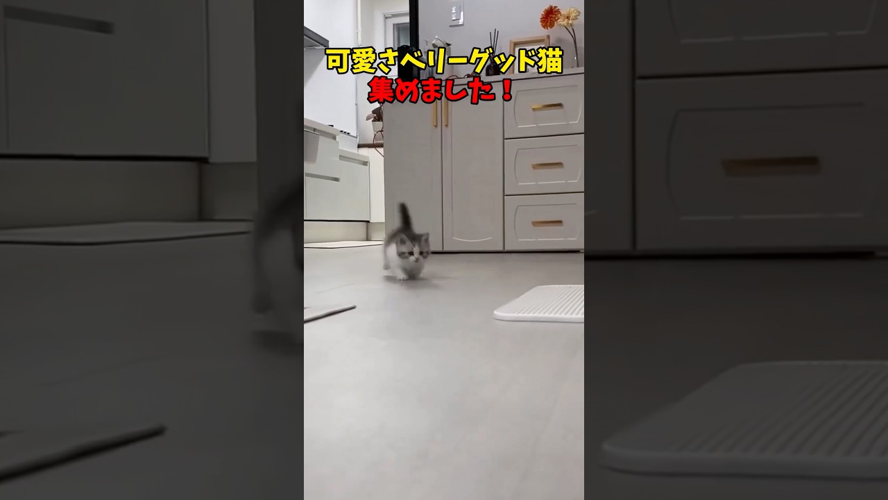 可愛さちょべりぐ！😍 #猫 #cat #cats #cute