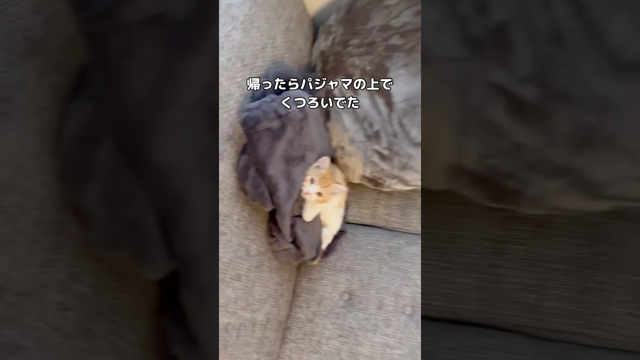 1匹で世界を平和にしてくれる #子猫 #にゃー #マンチカン #shorts