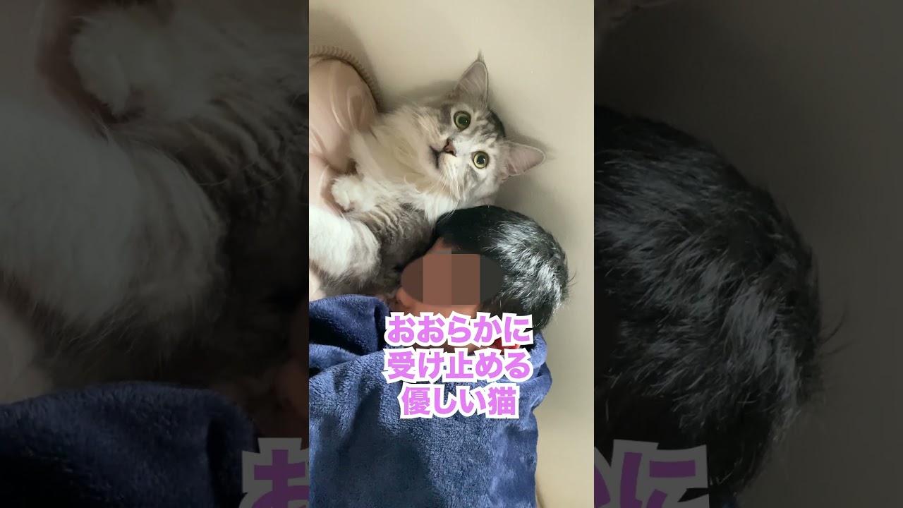 朝、甘えすぎて大型猫に怒られ猫パンチをされる少年 #メインクーン#shorts