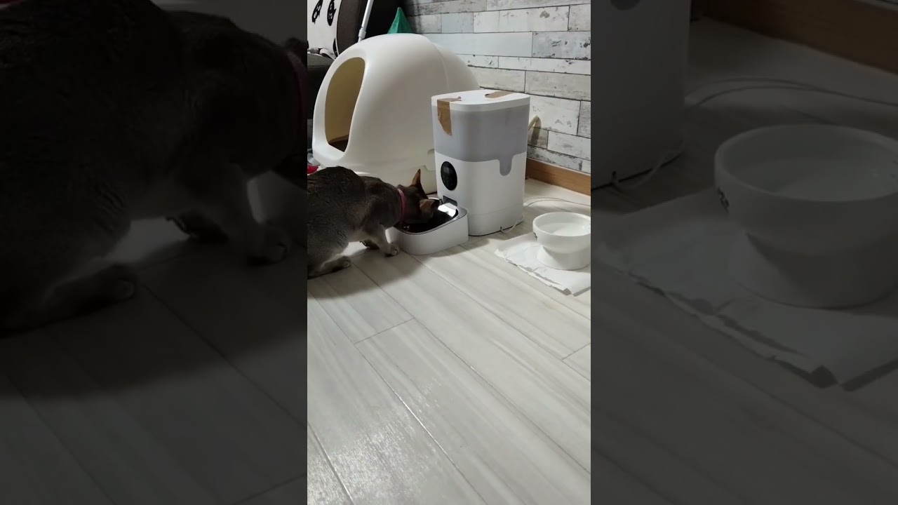 ときは令和ですシンガプーラもガチで本気出してた#猫のいる暮らし #きゅーすと