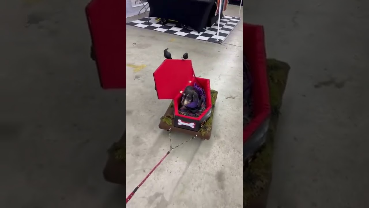 Miniature Wirehair Dachshund "Count Dachula" Loves Riding in Her Coffin