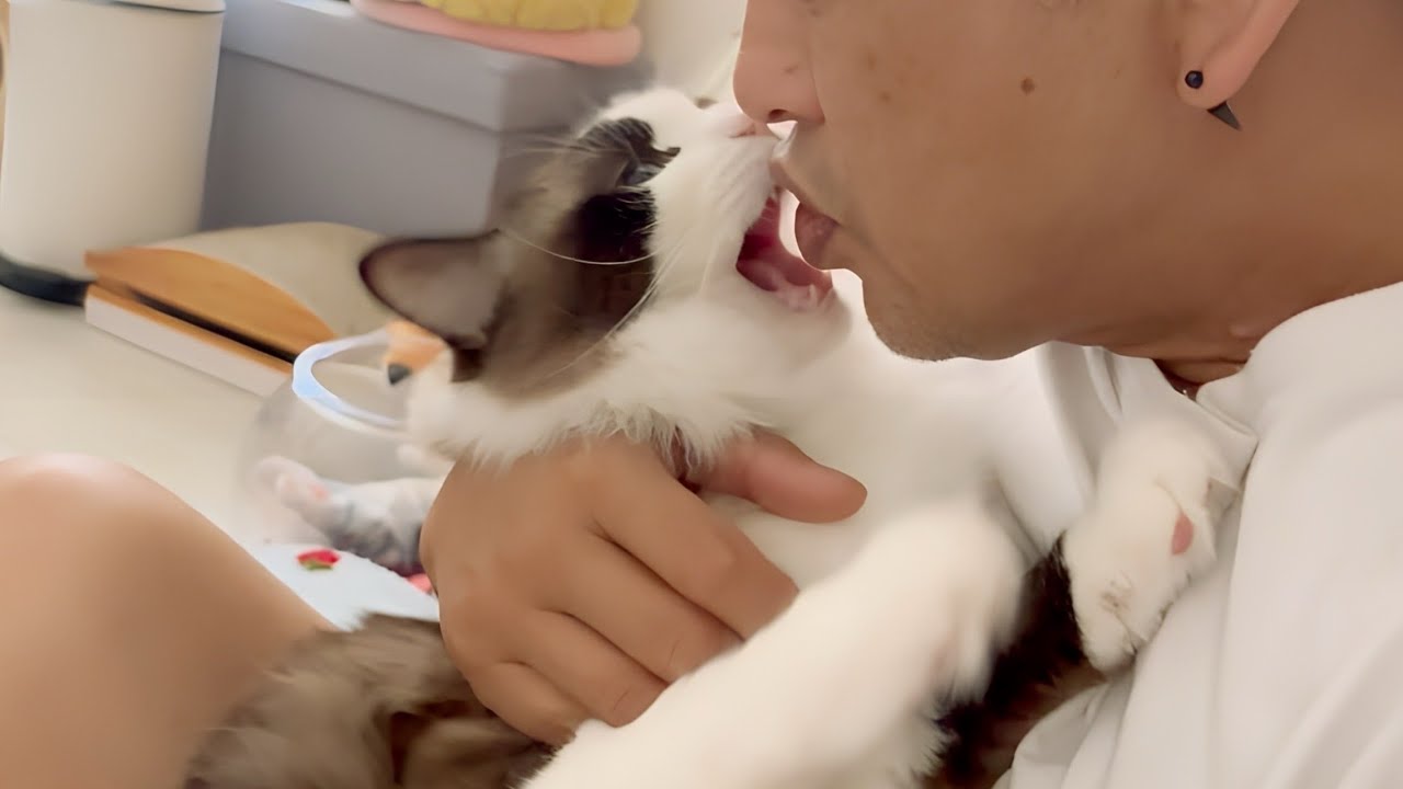 【でぶ猫】オヤジの丸ごとニンニク臭を嗅いだラグドール😈