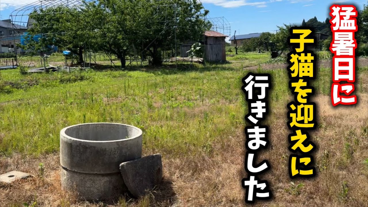下手したら死んじゃう…猛暑日の中での子猫保護現場