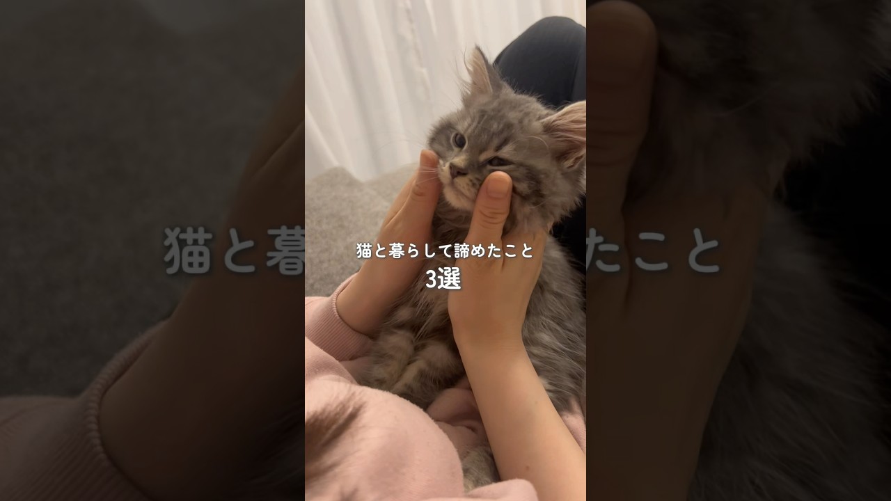 猫と暮らして諦めたこと3選 #マンチカン #猫のいる暮らし #猫 #マンチカンのあめ君