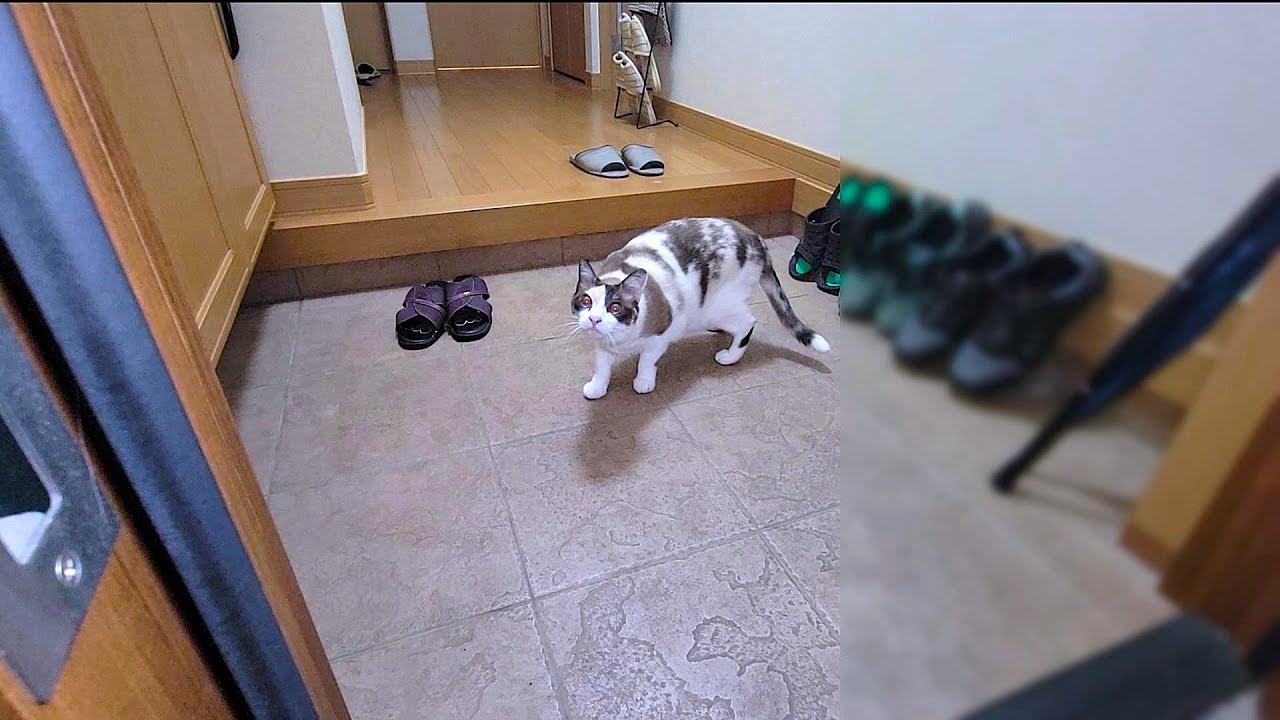 深夜に外に出てるシャム猫の帰宅をペポ🐈が待っていた結果🚪🌃