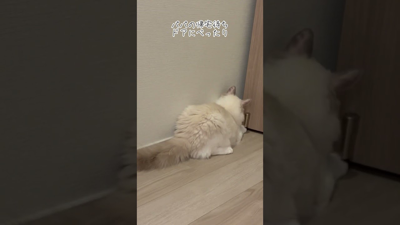 ラグドールのとまと🐈いつも出待ちして、ドアでびょーんってしてる　開けにくい笑　楽しいのかな？🤣　#ラグドール #ラグドール子猫 #ねこ #子猫 #かわいい #cat #kitten #cute