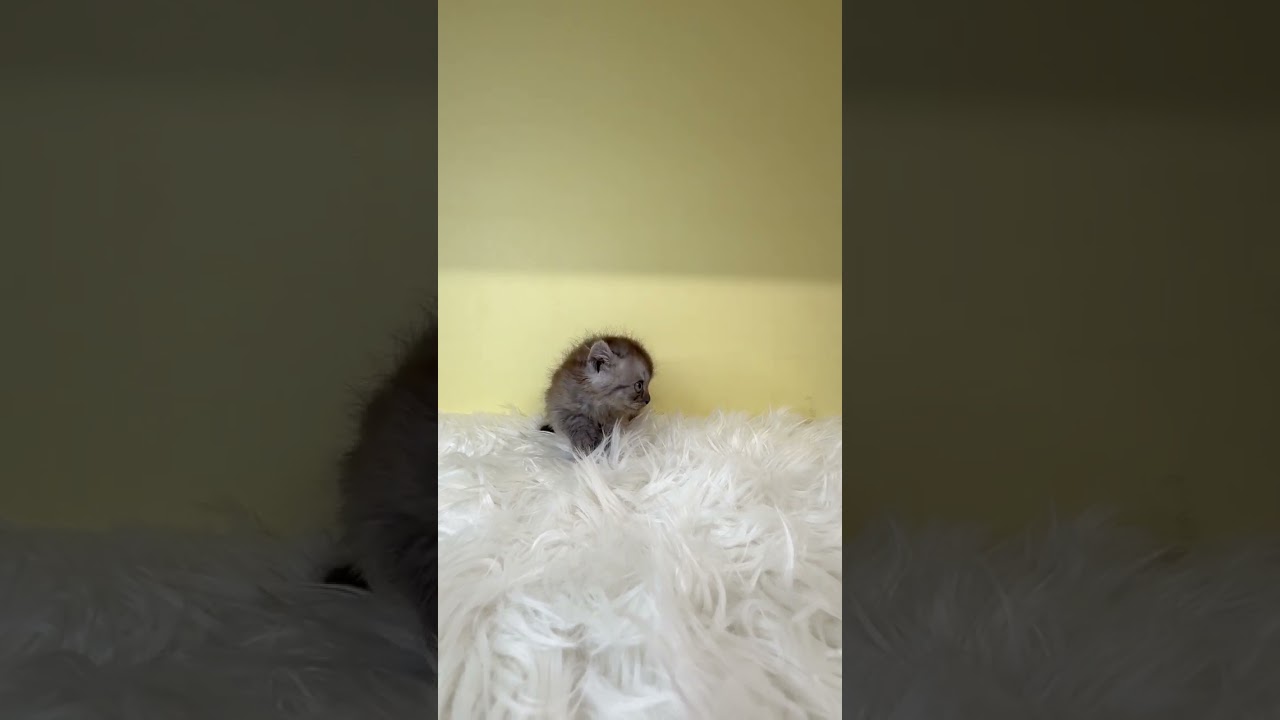 アメリカンカール シルバータビーの男の子♪