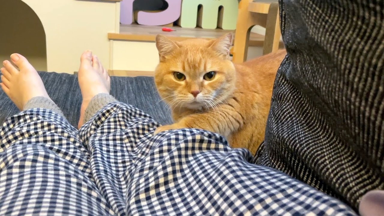 ママが横になるとすかさずベッドにしてくる猫が可愛い！