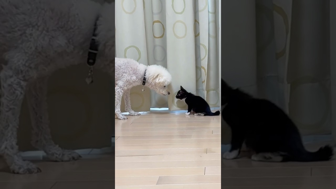 子猫のスライディング#捨て猫 #捨て猫保護 #捨て猫関連 #保護子猫 #保護猫