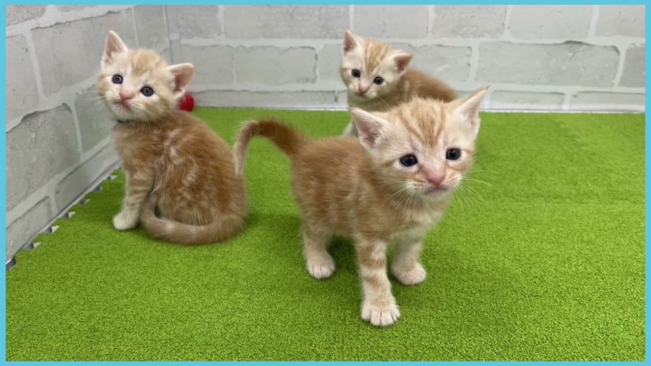 Coo&RIKU　No.00725958 アメリカンショートヘアー