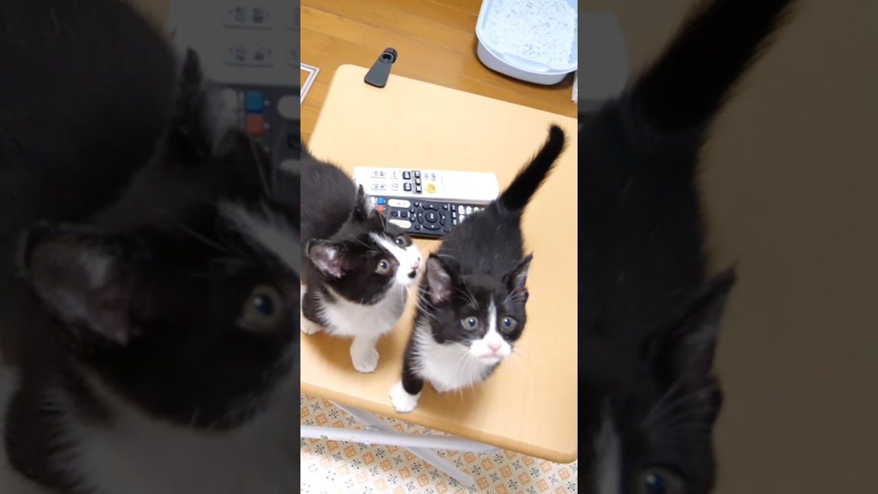 ご飯よ早くと、子猫のトリオが大慌て？ #gatto #kitten #子ネコ #meow #cat #asmr
