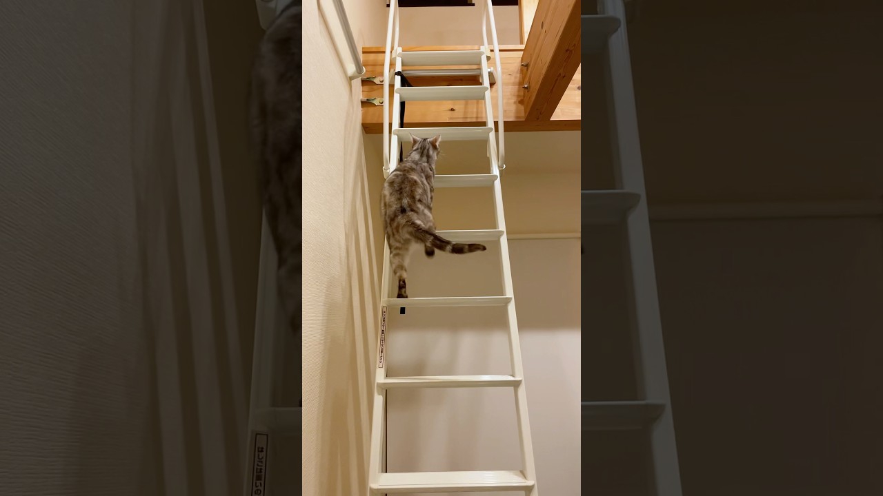 オモチャ取ってきてと猫に頼んだら #アメリカンショートヘア #ロフト猫