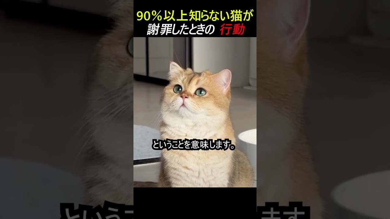 90％以上知らない猫が謝罪したときの 行動