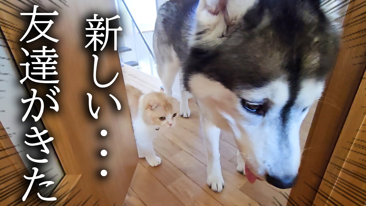 子猫と犬に新しい友達を連れてきたら...