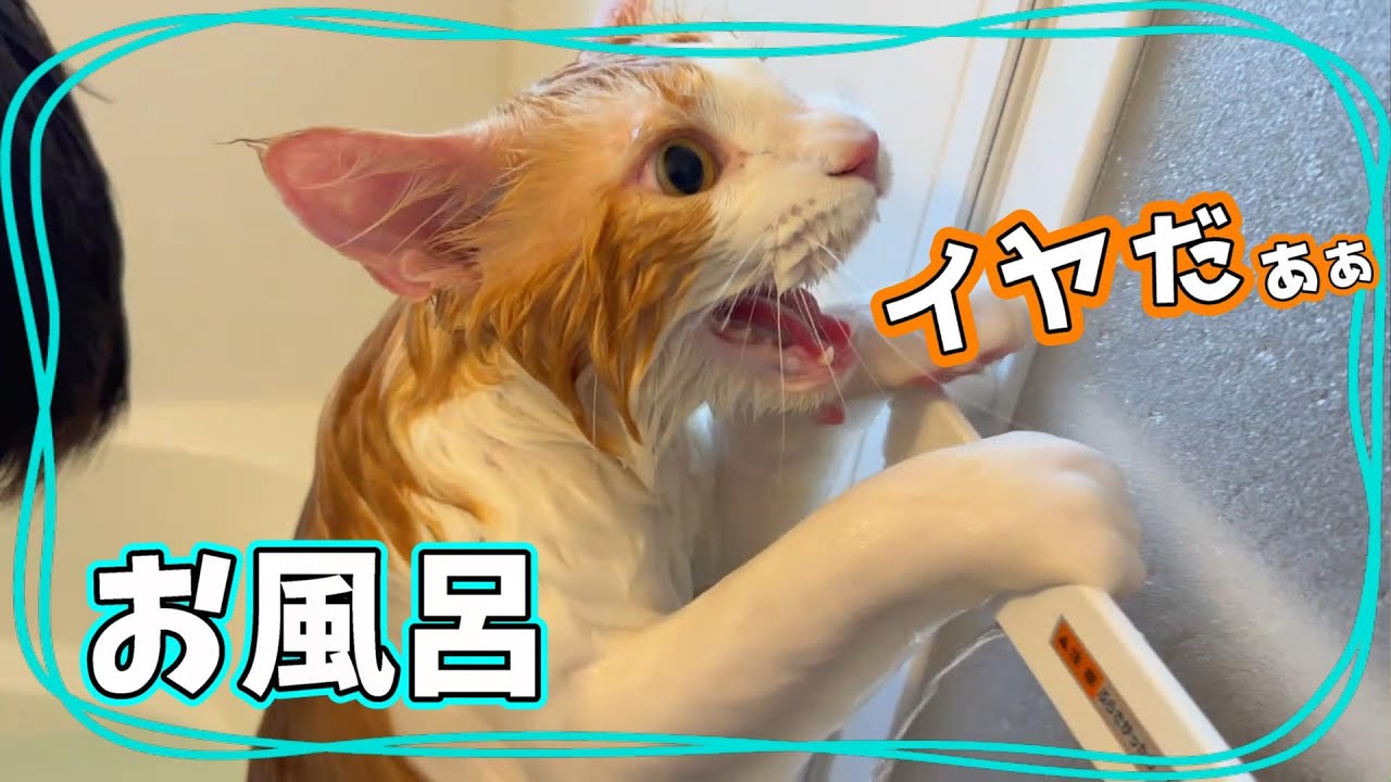換毛期に備えてシャンプーされる猫【メインクーン】