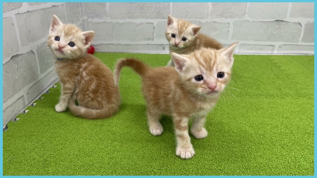 Coo&RIKU　No.00725960 アメリカンショートヘアー