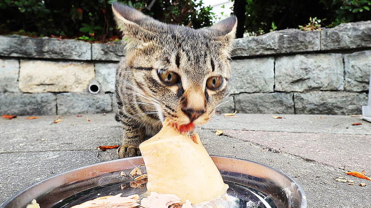野良猫の子猫にご飯をあげると・・・ 母猫シャアの子猫兄弟 トラくんとタイガくん 捕獲去勢前