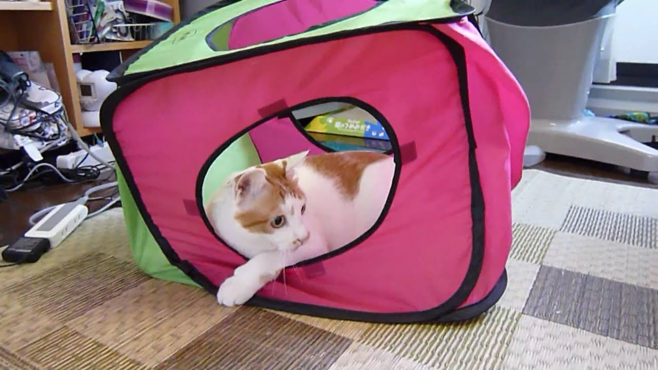 キューブと一体～Japanese Bobtail ～