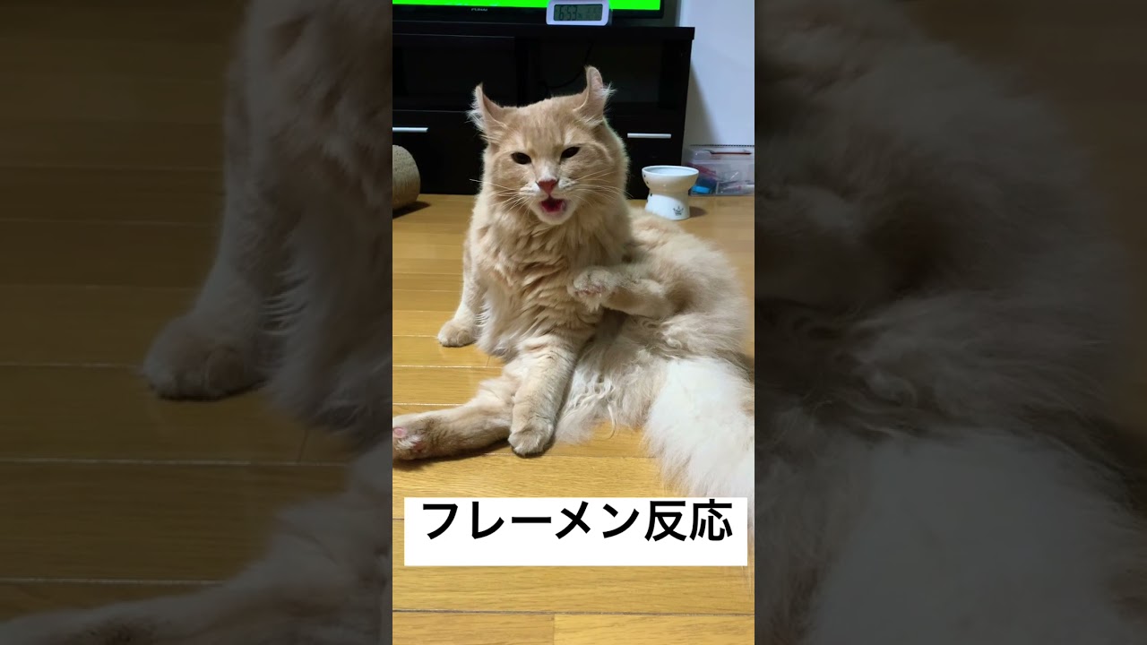 鼻にくる臭さ #猫 #ねこ #アメリカンカール #かわいい #cat #shorts #americancurl #lol #funny