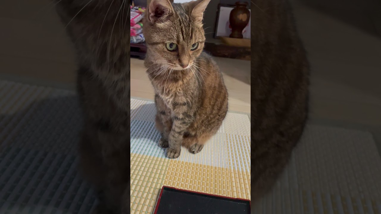 #猫#きじとら猫 #cat #日本猫
