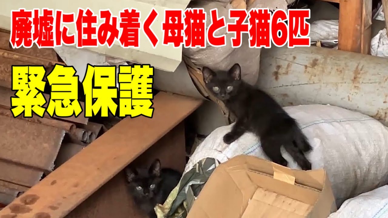 廃墟に住み着く野良猫親子の捕獲に入りました