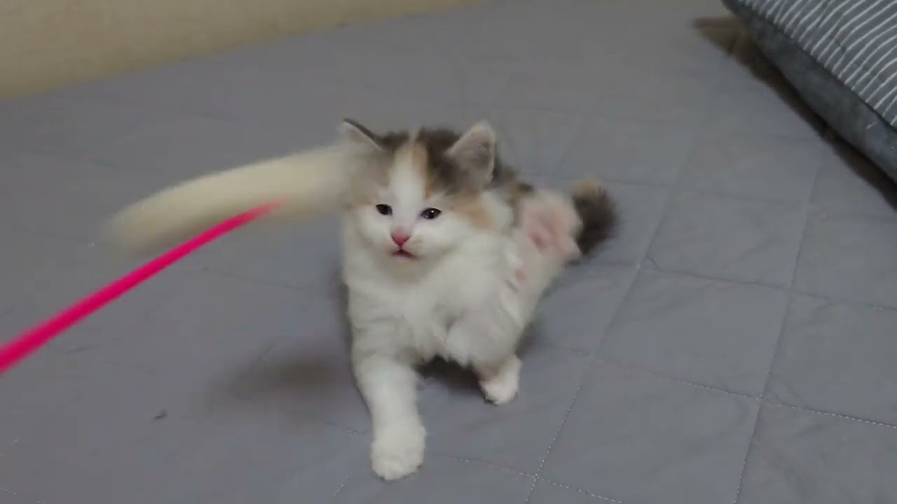 ノルウェージャンフォレストキャット ♪やさしい色合いのミケちゃんな子です♡